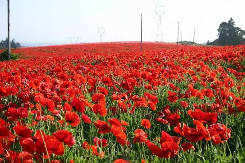 Vista 3 de 10.000 semillas de flor de amapola de maíz rojo Papaver rhoeas gran polinizador