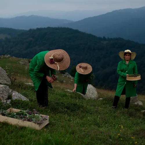 Vista 5 de Té de hierbas armenio No. 2 – Rayos suaves Mezcla de hojas sueltas calmante con tilo, caqui seco, canela y cártamo Caja de regalo de té Wellness