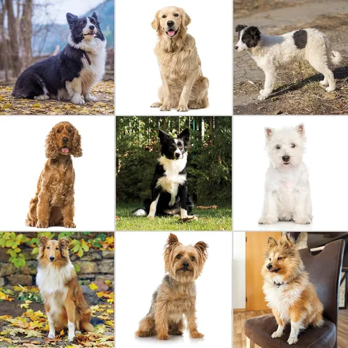Vista 7 de Wahl - juego de peluquería canina Pet-Pro para pequeños/grandes perros, pelaje grueso, pelaje denso, gatos, caballos. Bajo nivel