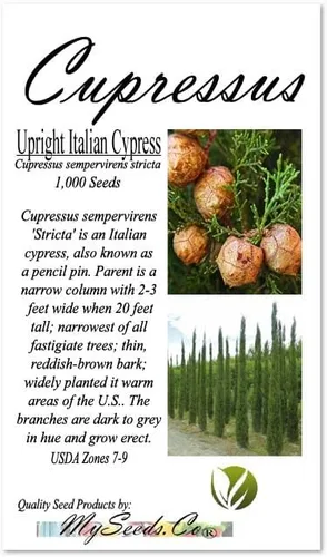 Vista 4 de Cupressus sempervirens stricta (ciprés italiano vertical), hoja perenne, grisáceo, follaje verde, pequeños conos marrones redondos, elige