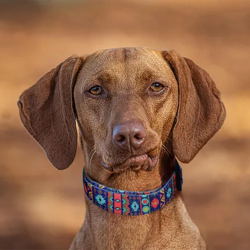 Vista 5 de Collar de perro suave ajustable: estampado de flores rosadas, multicolor, lindos patrones para mascotas, talla XS, pequeña, mediana y grande