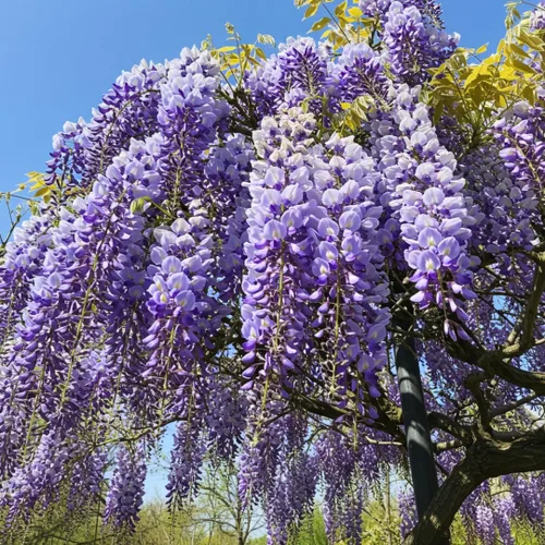 Vista 6 de Semillas de vid para plantar: cultiva enredaderas increíbles para paisajismo, paredes o cercas (Glicina americana)