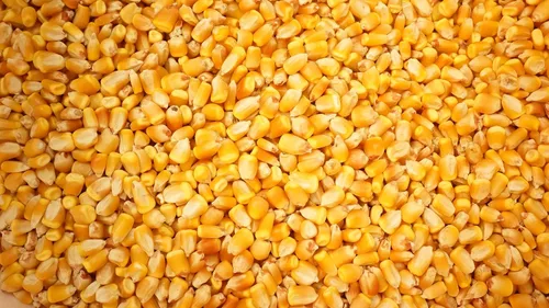 Vista 2 de 1 libra de libra Reid's Yellow Dent Field Corn Open Polinated Non GMO Reids USA