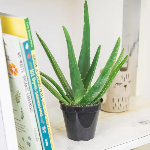 Vista 3 de Planta de aloe vera plantas suculentas vivas (paquete de 3), plantas suculentas vivas de aloe vera, planta de aloe vivo en maceta de aloe, plantas