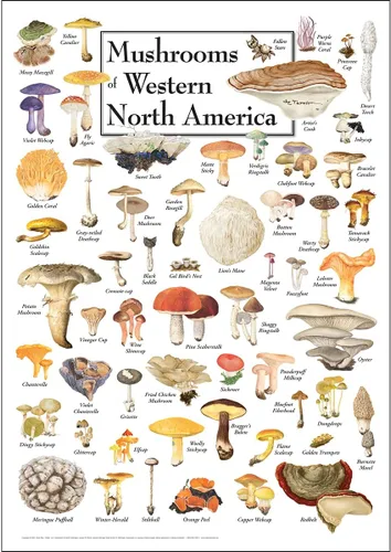 Vista 6 de Earth Sky + Water - Hongos del oeste de América del Norte - Pósters de doble estera con marco negro
