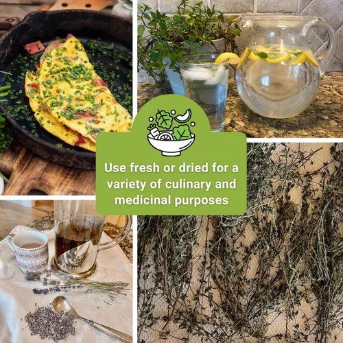 Vista 6 de Sow Right Seeds - Colección de semillas de jardín de hierbas perennes - menta, lavanda, salvia, cebollino común, bálsamo de limón, cebollino de ajo