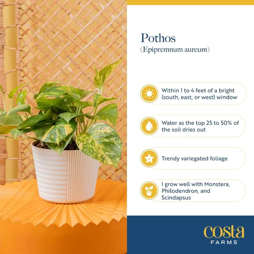Vista 6 de Costa Farms – Planta de Pothos Albo Variegado viva en maceta auto-regante, purificadora de aire para interior, perfecta para decoración del hogar