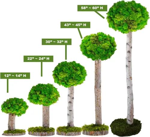 Vista 6 de Plantas reales sin riego, diseño artístico de musgo preservado y decoración, arreglo de plantas verdes naturales para interiores para el hogar