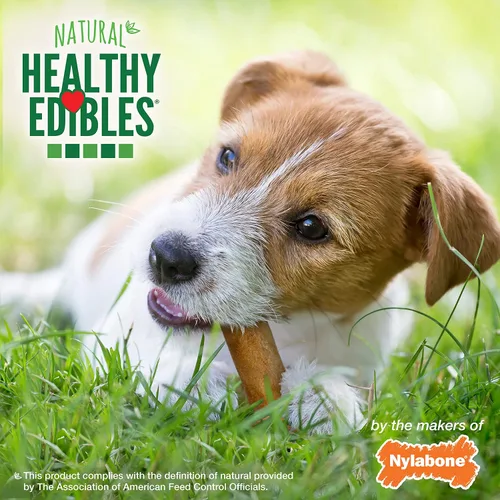 Vista 6 de Nylabone Healthy Edibles Natural Dog Chews - Golosinas masticables de larga duración con sabor a tocino para perros, pequeños/regulares (1 unidad)