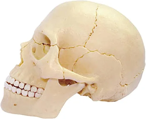 Vista 3 de 4D Master 26086 - Rompecabezas 3D de anatomía humana con diseño de calavera explosiva, un