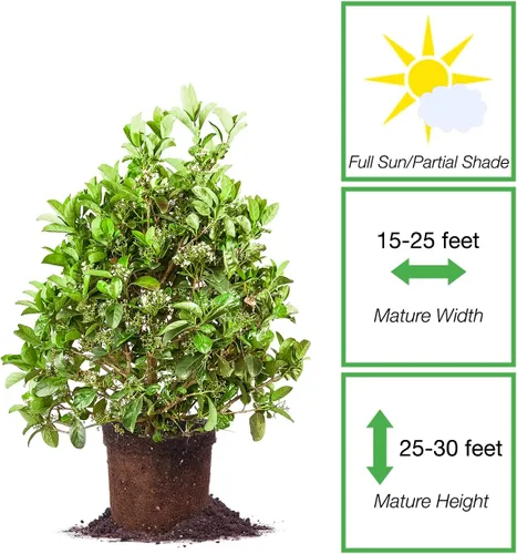 Vista 2 de Perfect Plants Sweet Viburnum Shrub de 3 galones Arbustos vivos para plantar al aire libre Seto de privacidad de rápido crecimiento Flores