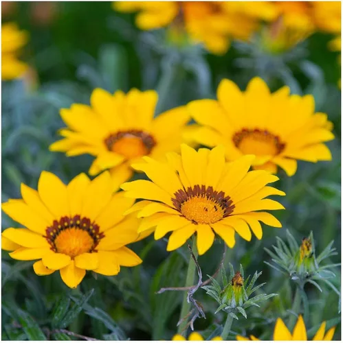 Vista 2 de everwilde granjas – Gazania flores silvestres semillas – oro Vault