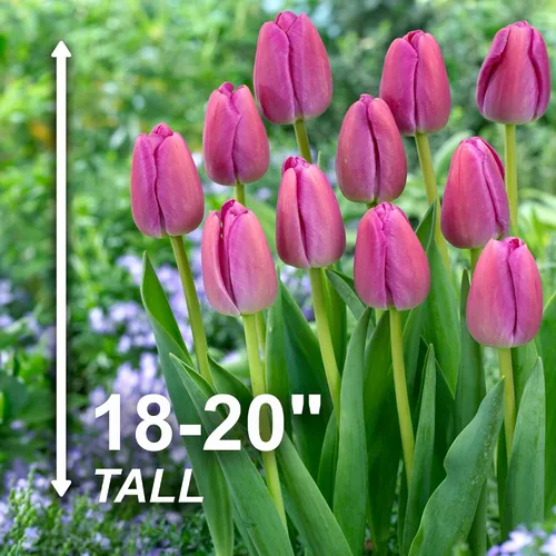 Vista 3 de Garden State Bulb Darwin Hybrid Purple Pride Tulip Flower Bulbs, 12/+ cm (bolsa de 25)