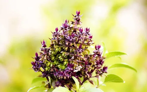 Vista 7 de Semillas Ornamentales Albahaca Tulsi Árbol para Plantar No GMO