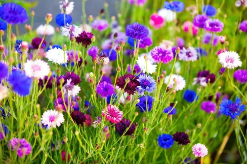 Vista 2 de Más de 2000 semillas de aciano, mezcla de semillas de botón de licenciatura, reliquia sin OMG, semillas de aciano multicolor a granel, flores
