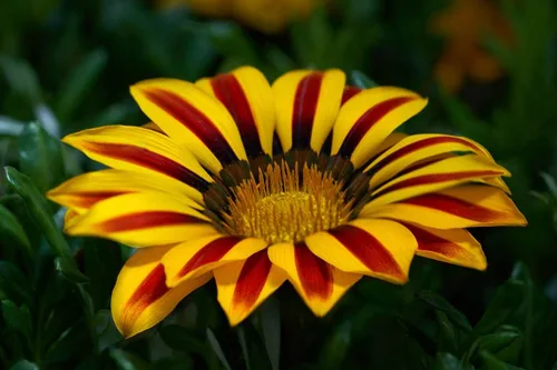 Vista 3 de Más de 100 Semillas Flor del Tesoro (Gazania) - Mezcla de flores