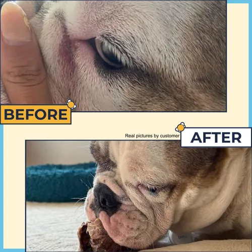 Vista 3 de Pasta antiarrugas para Bulldogs de 2 onzas (después de 1 semana) sin erupciones y se pliega para limpiar en Bulldog francés, Bulldog inglés