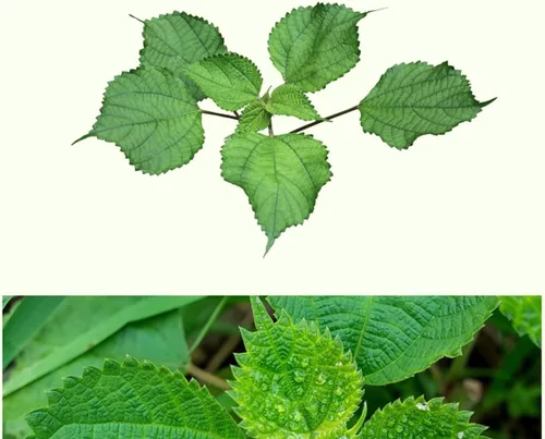 Vista 3 de Extracto de hoja de ramio puro natural orgánico tostado en polvo, 7.05 onzas (7.05 oz)