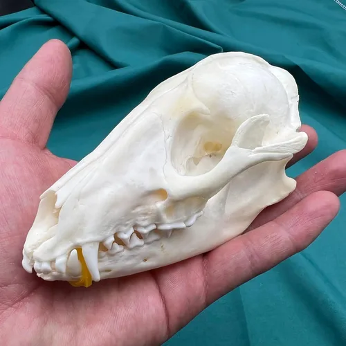 Vista 15 de Venta al por mayor 1/2/3/5/10 piezas Cráneos de Animales Reales de Taxidermia, Espécimen de Huesos Reales, Suministros de Arte Hueso Medicina