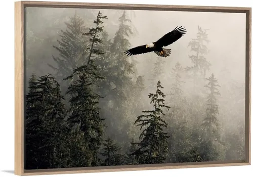 Vista 11 de CANVAS ON DEMAND Lienzo decorativo para pared, diseño de águila calva volando a través de brumoso Tongass Nat Forest Southeast Alaska por John Hyde