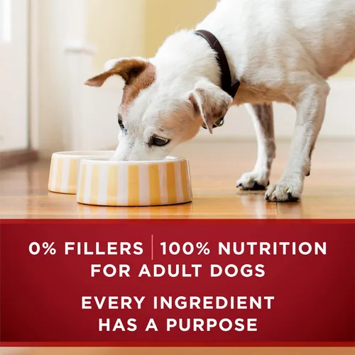 Vista 5 de Purina ONE Alimento húmedo para perros High Protein True Instinct Tender Cuts en salsa de comida para perros con carne de res real y bisonte, latas