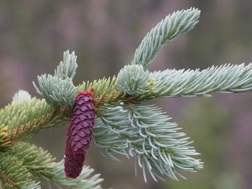 Vista 2 de Abeto llorón Engelmann - Picea engelmannii 'Bushes Lace' Planta viva