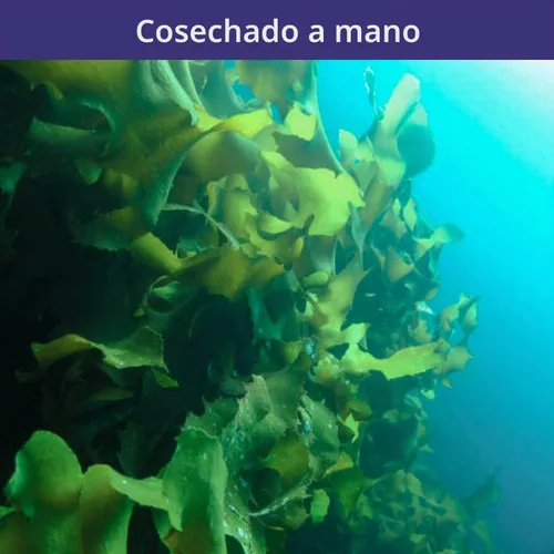 Vista 4 de YUHO Wakame - Algas marinas de 8 onzas secas Wakame veganas sin OMG para sopa de miso, 8.01 oz