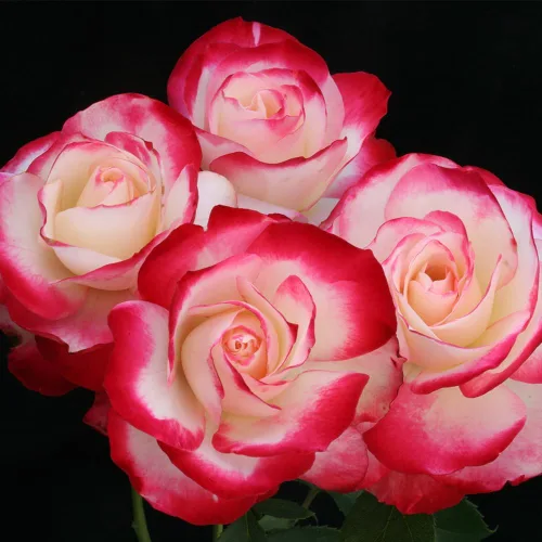 Vista 7 de Rosas de reliquia Grandiflora, planta de raíz propia viva para jardín al aire libre, Cherry Parfait™, ligeramente fragantes, zonas de rusticidad