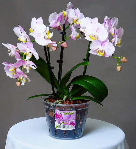 Vista 5 de Maceta para orquídeas con orificios, para interiores, de plástico transparente