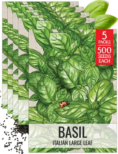 Vista 29 de Seed Needs Semillas de albahaca italiana para plantar hierbas tradicionales sin OMG, 1 paquete