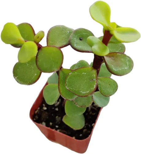 Vista 11 de Plantas suculentas de cactus vivos de USKC (2 "Pot Aloe Juvenna 'Tiger Tooth Aloe')