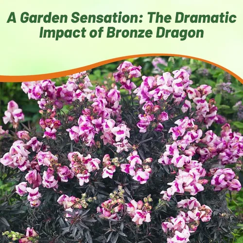 Vista 5 de Outsidepride Bronze Dragon Seeds - 50 semillas anuales de flores para plantar, tolerantes a las heladas, plantas de temporada fría aptas
