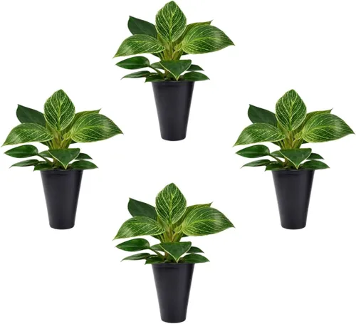 Vista 9 de Philodendron Pink Princess (paquete de 4) Plantas vivas de inicio enchufe, plantas de interior variegadas, plantas tropicales de fácil cuidado