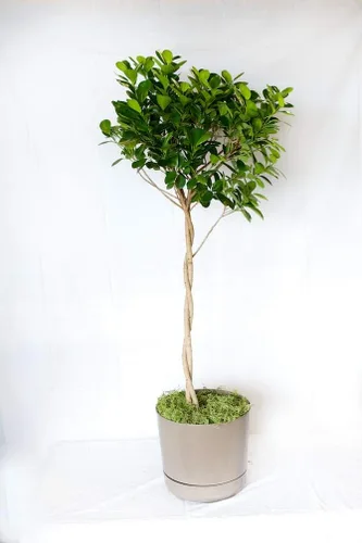 Vista 3 de Daniella Ficus - Trenza de higo llorón, planta viva en una maceta de cultivo de 10 pulgadas, Ficus Moclame, hermosa planta de interior purificadora
