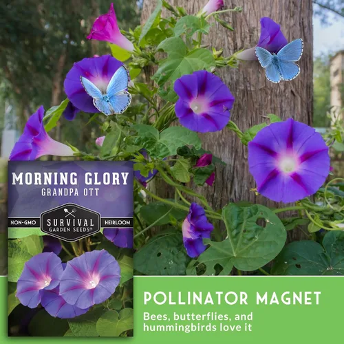 Vista 3 de Survival Garden Seeds - Grandpa OTT Morning Glory Seed para plantar - Paquete con instrucciones para plantar y cultivar Ipomoea Purpurea