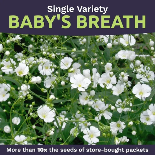 Vista 4 de Semillas de Gypsophila elegans de Baby's Breath vistosas – Bolsa a granel de un cuarto de libra – Más de 80.000 semillas de flores silvestres