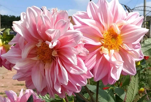 Vista 4 de Mezcla rara Dalia Pompon Semillas de flores Coloridas Variabilis Hermosa planta anual de césped al aire libre Bonsái Semillas Floración Floración