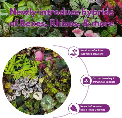 Vista 6 de BubbleBlooms Surtido de Peperomia, 6 peperomias diferentes en macetas de 2 pulgadas Grower's Choice