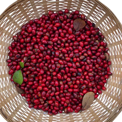 Vista 3 de Smoke Camp Crafts Spicebush (Lindera Benzoin) 10 Organic Seeds for Planting - Wild Allspice, Spice Bush - Native Pollinator Shrub