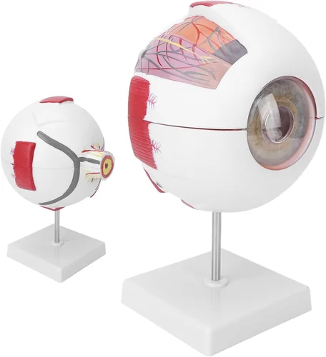Vista 9 de Modelo de globo ocular humano 6 veces ampliado 7 piezas modelo de ojo para ciencia educación exhibición aprendizaje herramienta de enseñanza