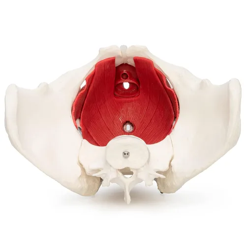 Vista 3 de Modelo anatómico Wellden Product de pelvis de mujer con órganos removibles - 6 piezas, tamaño real
