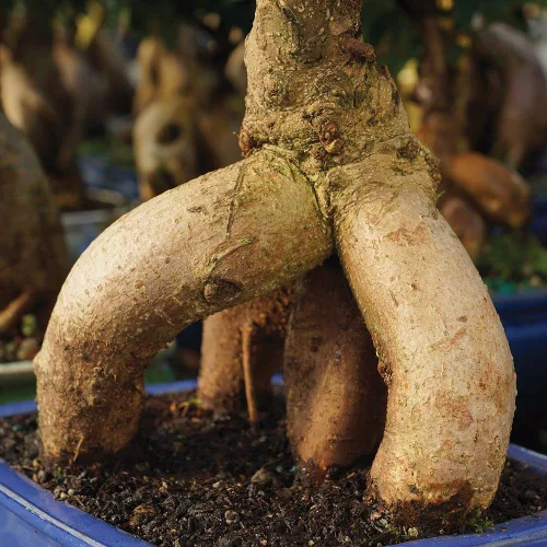 Vista 5 de Brussel's Bonsai Live Ginseng - Árbol bonsái de ficus injertado para interiores, pequeño, 4 años, de 6 a 8 pulgadas, árbol bonsái vivo en maceta