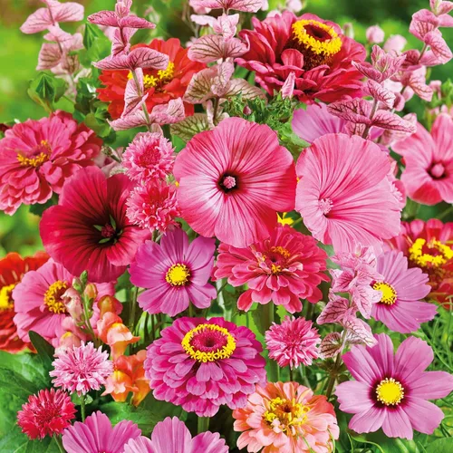 Vista 15 de Eden Brothers Zinnia Seeds - Mezcla de California Giants, semillas sin OMG para plantar, 5 libras Semillas de flores de bajo mantenimiento