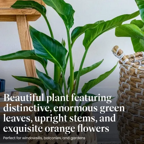 Vista 3 de American Plant Exchange Pájaro del paraíso naranja vivo, maceta de 10 pulgadas, planta tropical con follaje audaz y flores exóticas, planta