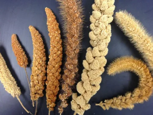 Vista 5 de Mijo orgánico cultivado en Estados Unidos, semillas de grano entero sin OMG descascarillado sin gluten crudo a granel