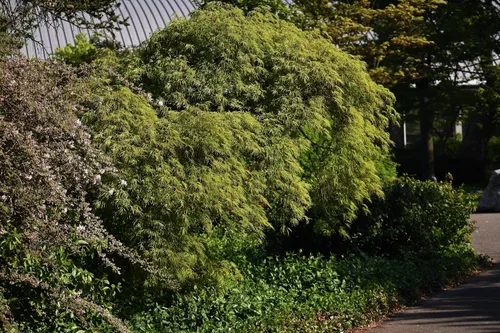 Vista 4 de 10 Upright Green LACELEAF Maple Japanese Seiryu Acer Palmatum Dissectum Viridis Tree Seeds