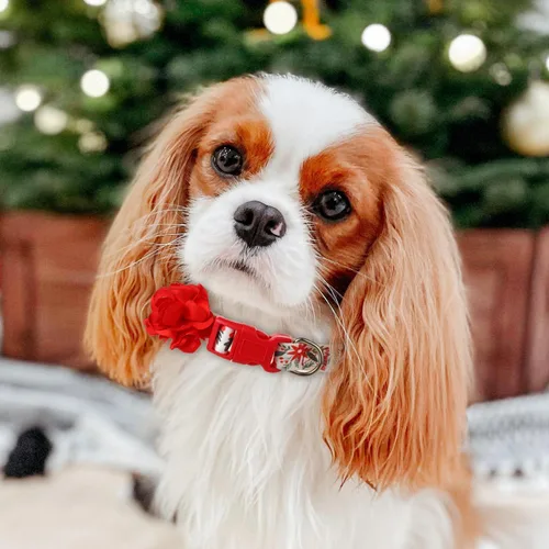 Vista 3 de Collares navideños para perros con flor roja extraíble, collar de perro pequeño para perras hembras