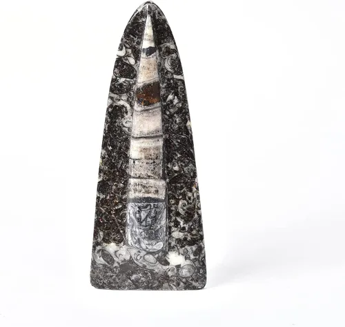 Vista 2 de JIC Gem Orthoceras Fossil Frome Marruecos (5-6 pulgadas)