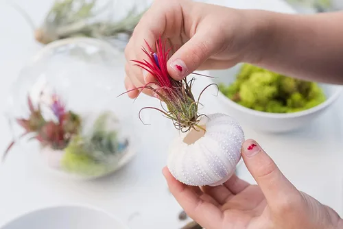 Vista 2 de Air Plant Shop Paquete de 3 erizos de mar morados con plantas de aire surtidas, suculentas, Tillandsia viva, plantas de interior y exterior de fácil