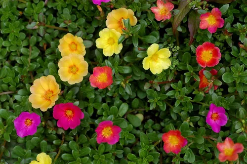Vista 3 de Purslane - Mezcla de semillas de flores grandes, Portulaca Grandiflora, semillas suculentas de musgo rosa para plantar más de 1000 semillas